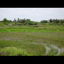 Reiher in einem Reisfeld